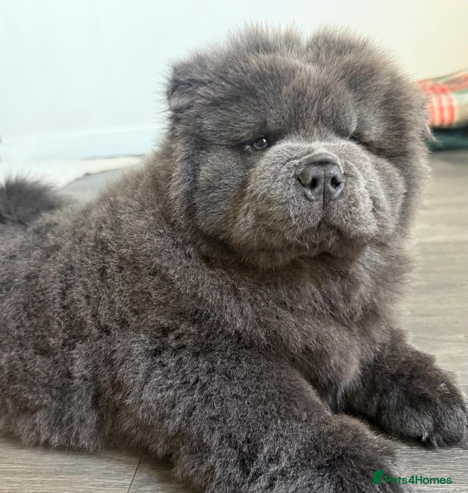 Chow Chow dogs 💙🧸💙  BLUE TEDDY BEAR KC REG CHOW PUPPY 💙🧸💙 - Advert 2