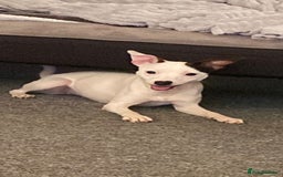 Jack Russell dogs for sale: Puppy jack Russell’s - Image 18