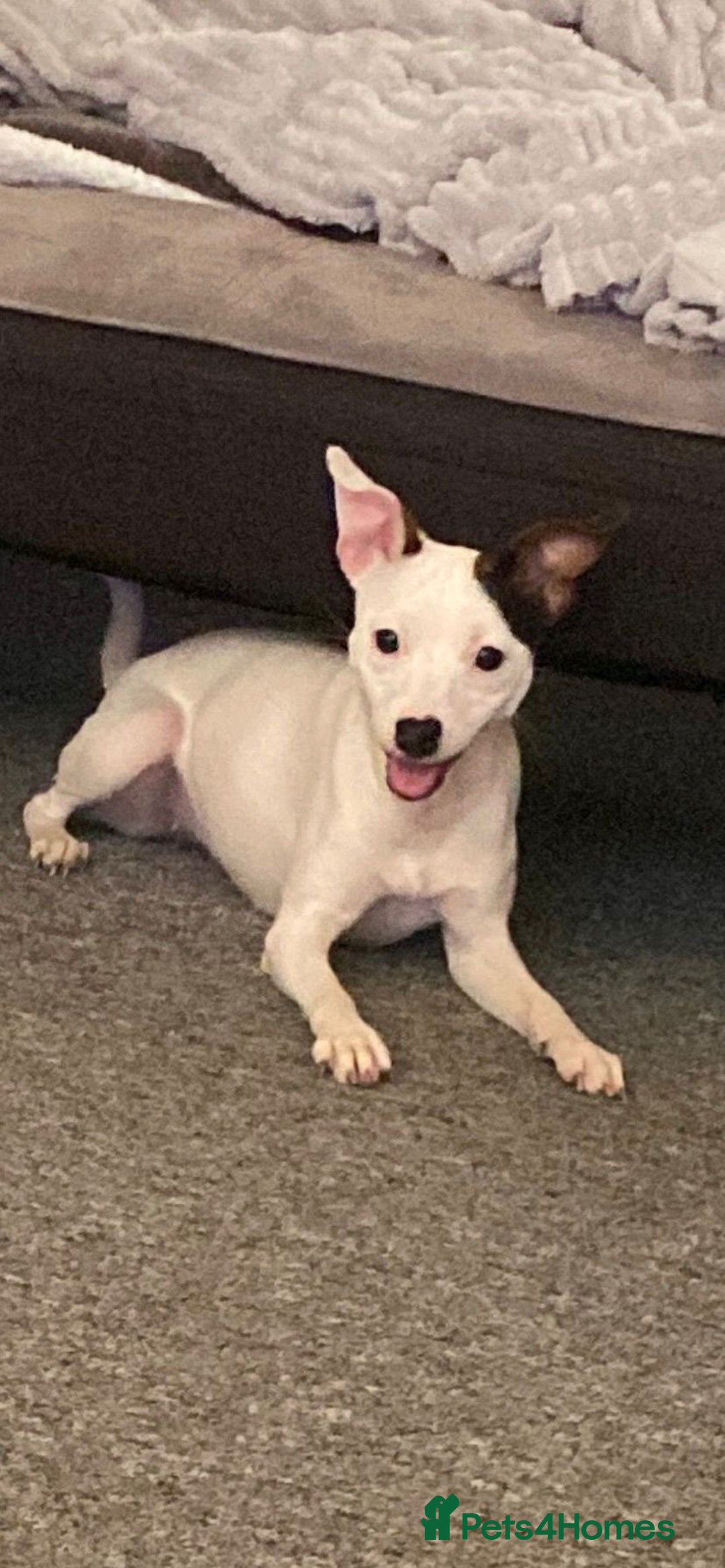 Jack Russell dogs for sale: Puppy jack Russell’s - Image 18