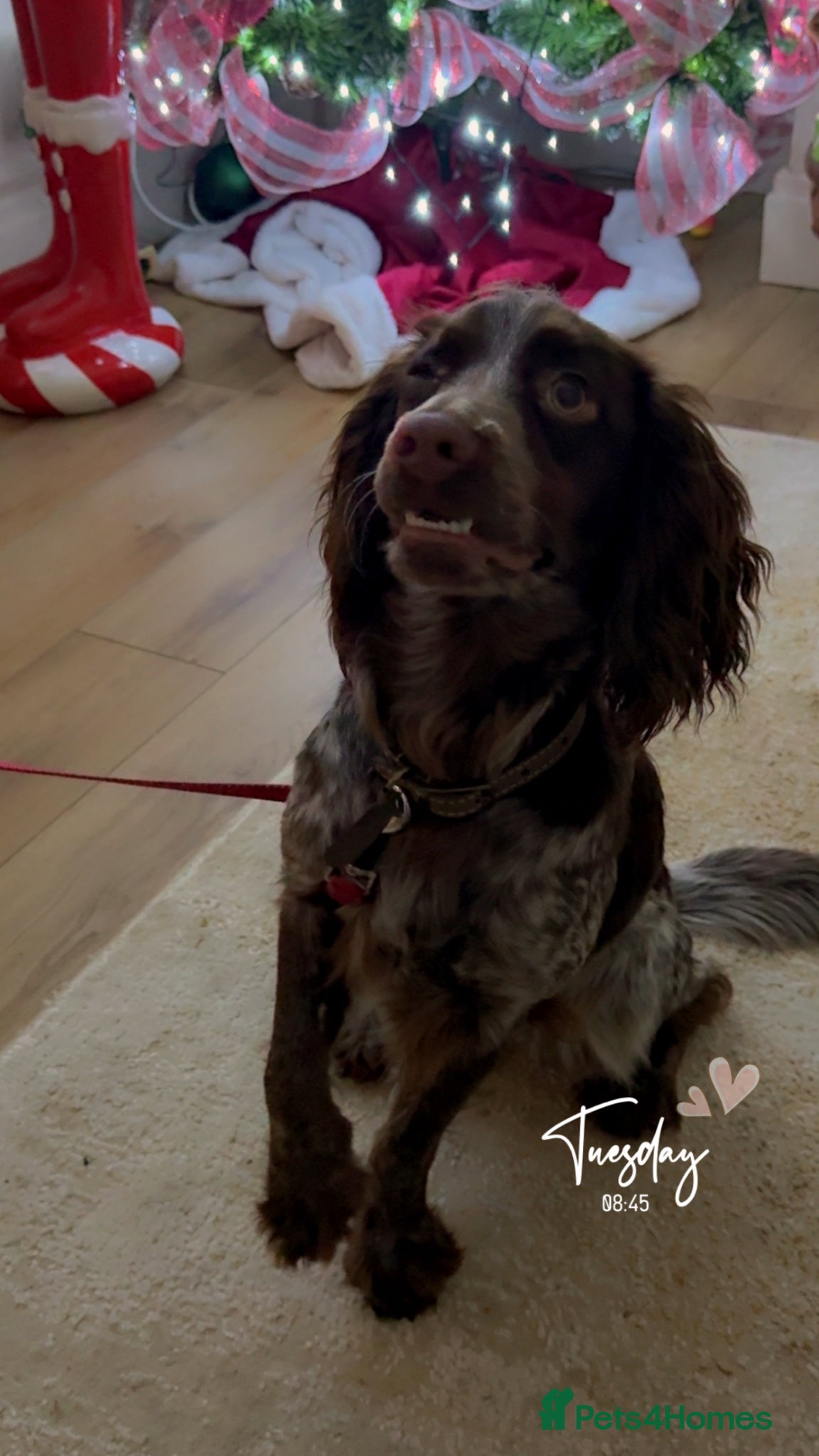 Cocker Spaniel dogs for sale: Cocker spaniel 2 years old  - Advert 4