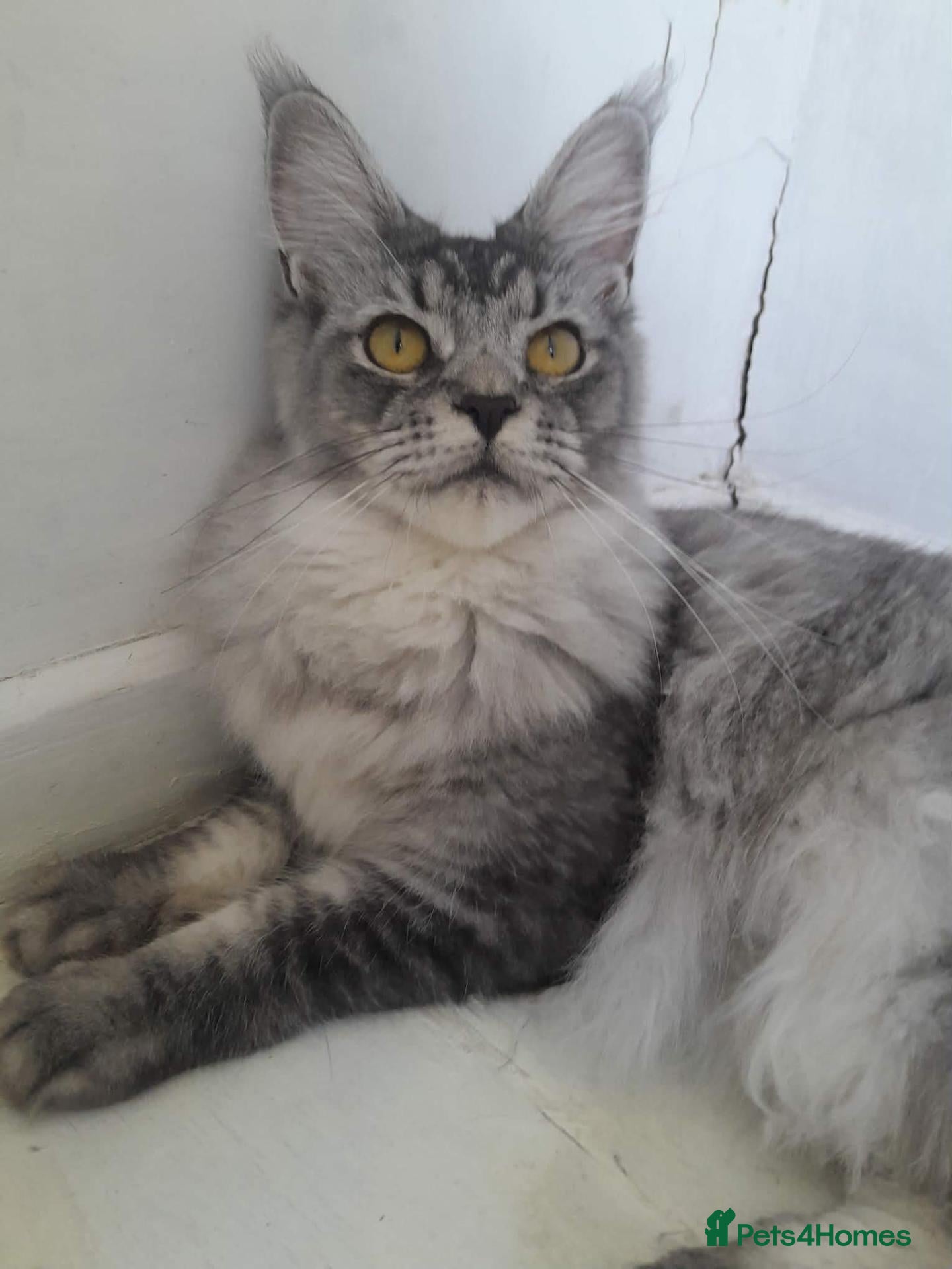 Maine Coon cats black silver ticked girl ns25 - Advert 1