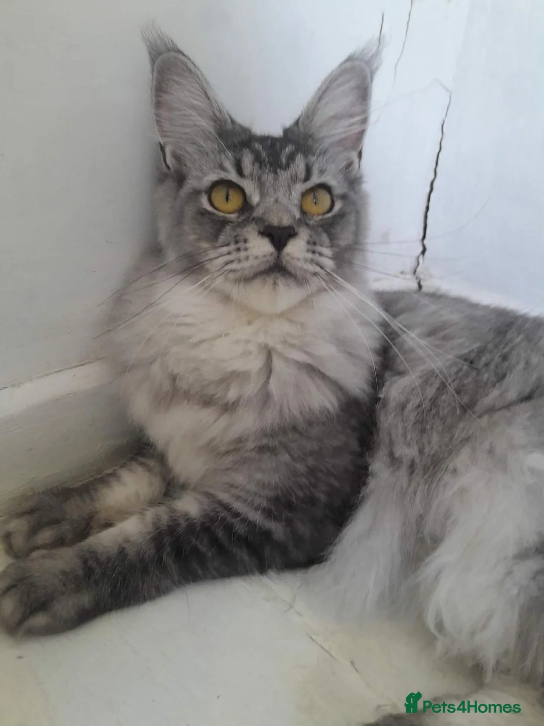 Maine Coon cats for sale: black silver ticked girl ns25 - Advert 1