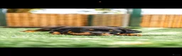 Rottweiler dogs for sale: 🐾 KC Registered Rottweiler Puppies for sale in Huddersfield - Advert 12