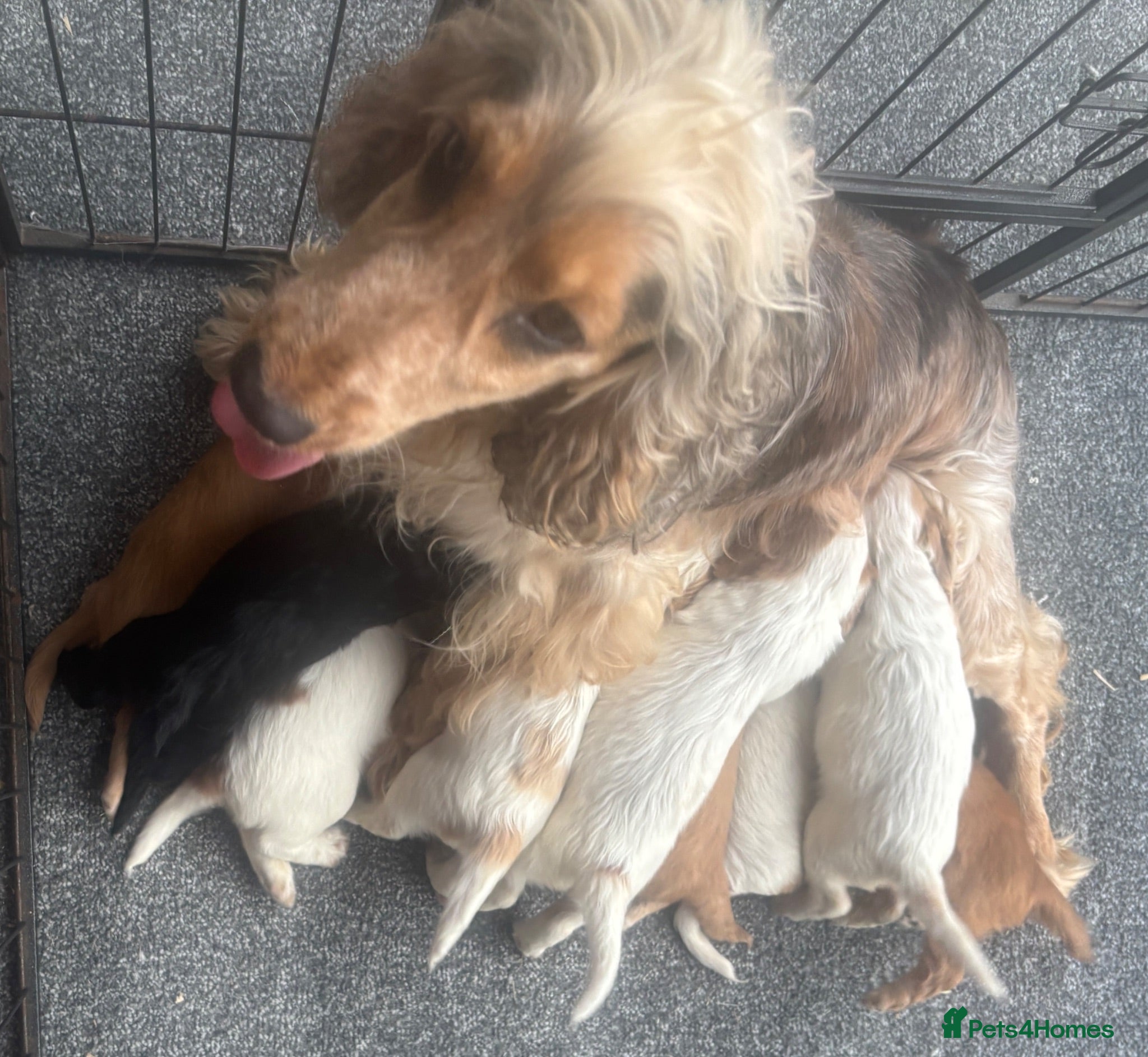 Cocker Spaniel dogs Stunning KC Registered Cocker Spaniel Puppies - Advert 1