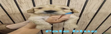 Puppy 2