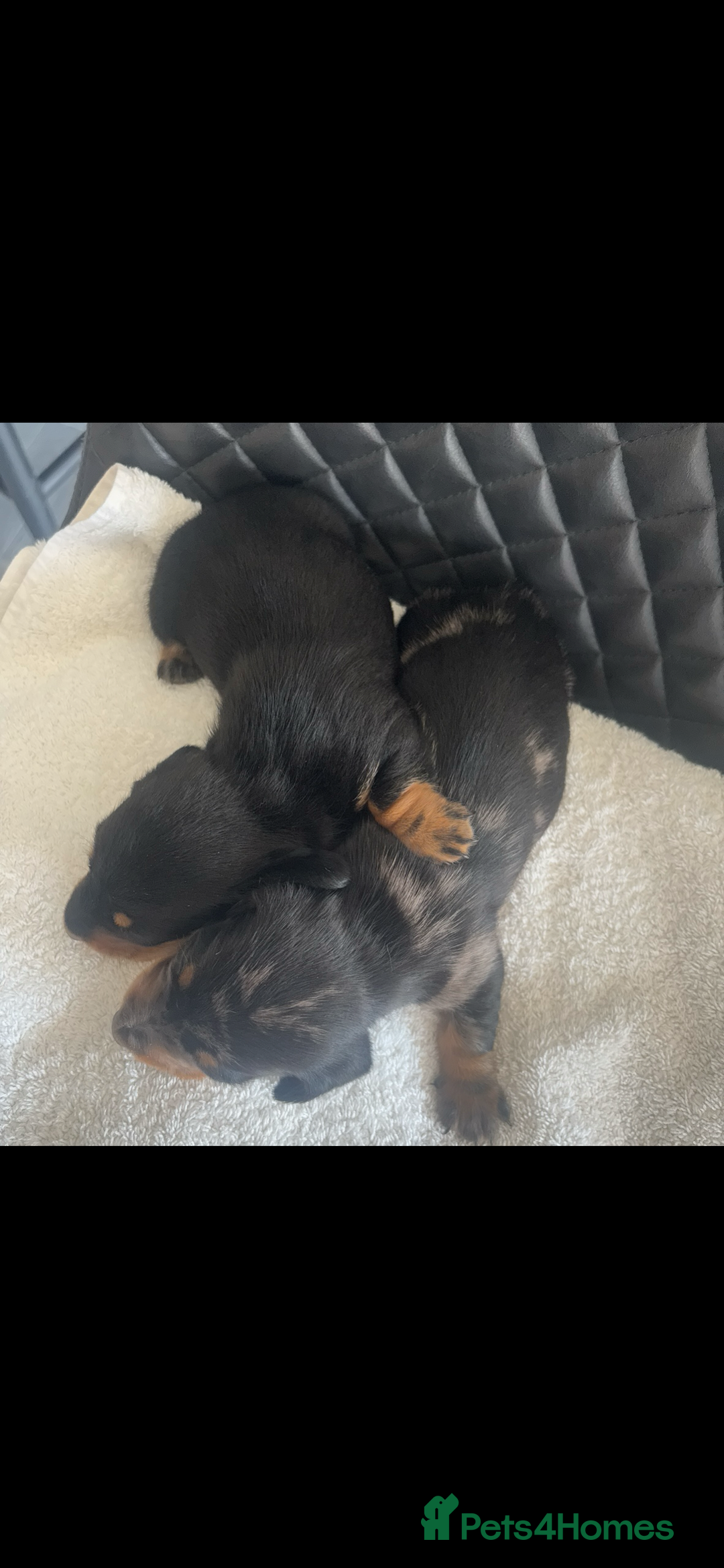 Miniature Dachshund dogs for sale: Beautiful miniature dachshund puppies - Image 9