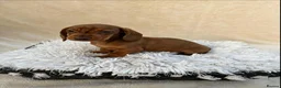 Miniature Dachshund dogs for sale: Dachshund 4 Boys available  - Advert 6