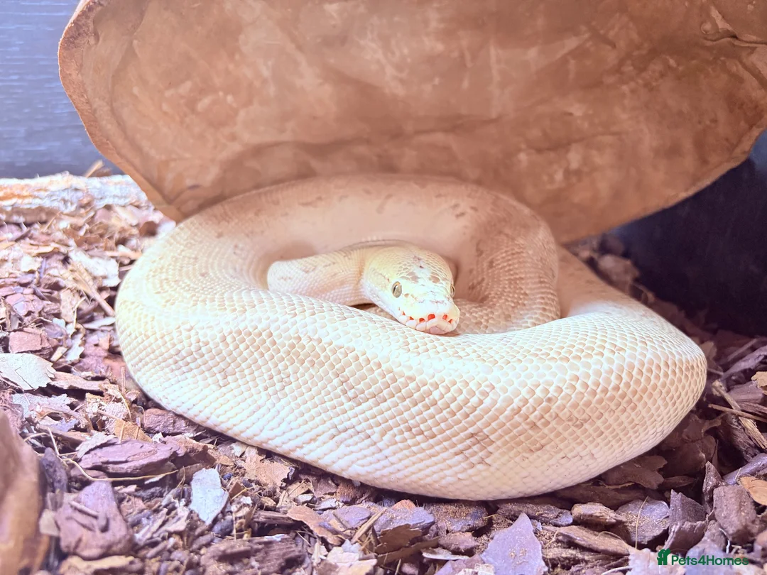 Python Snake reptiles for sale: Male Champagne Enchi Royal/Ball Python - Advert 1
