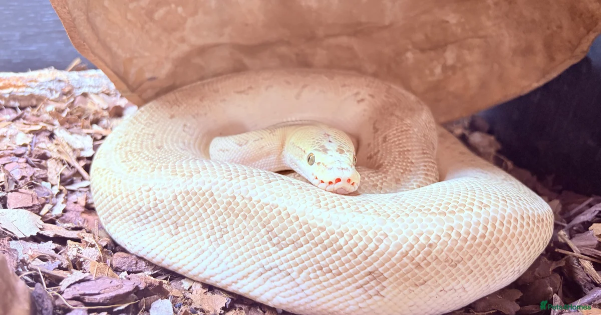 Enclosure Python Snake Reptiles for sale | Pets4Homes
