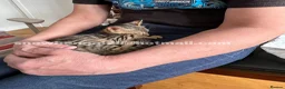 Bengal cats for sale: Bengal silverstorm and brown Rosette kittens - Advert 17