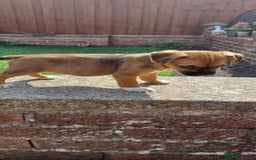 Mixed Breed dogs for sale: Jack Russell x Boarder Terrier girl pup - Image 11