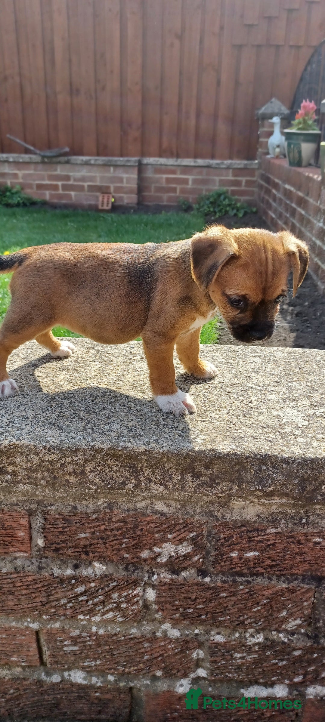 Mixed Breed dogs for sale: Jack Russell x Boarder Terrier girl pup - Image 11