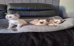 Ragdoll cats for sale: 3 loving ragdoĺls kittens for loving homes   - Image 1