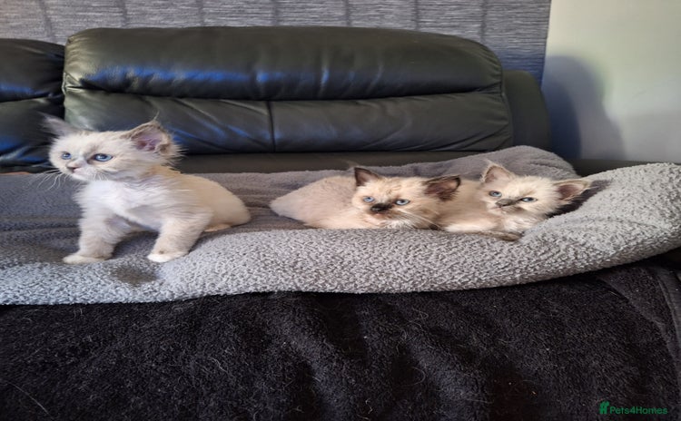 Ragdoll cats - Advert 16