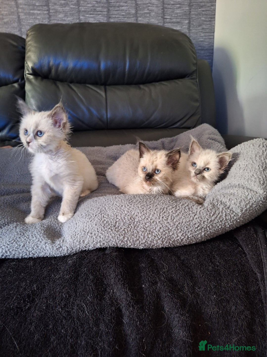 Ragdoll cats for sale: 3 loving ragdoĺls kittens for loving homes   - Image 1