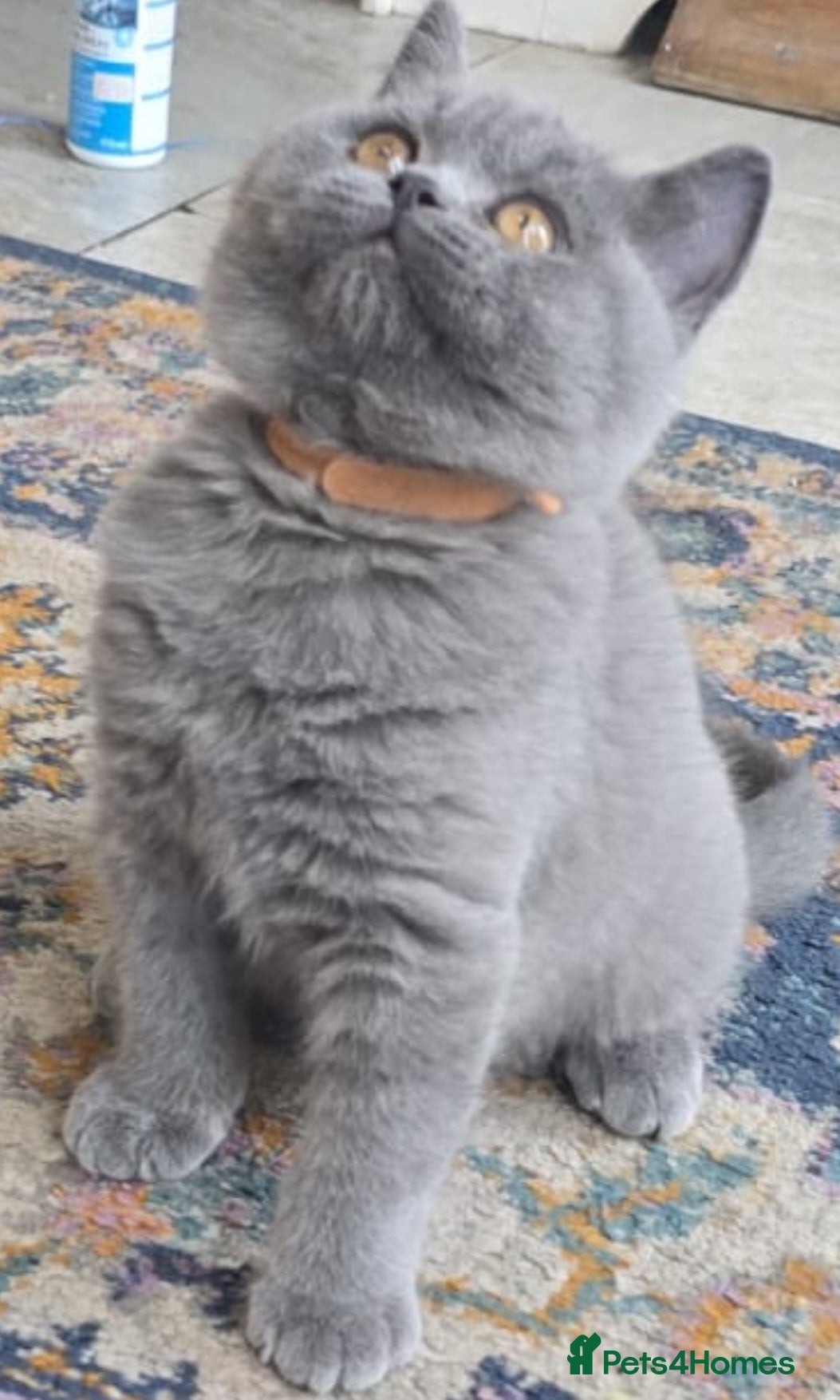 British Shorthair cats Gorgeous cute British Short Hair Kittens - Advert 6