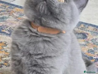 British Shorthair cats Gorgeous cute British Short Hair Kittens - Advert 6