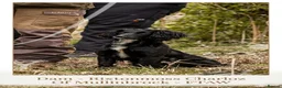 Cocker Spaniel dogs for sale: Champion Line Working Cocker Spaniel Puppies  in Bacup - Advert 1