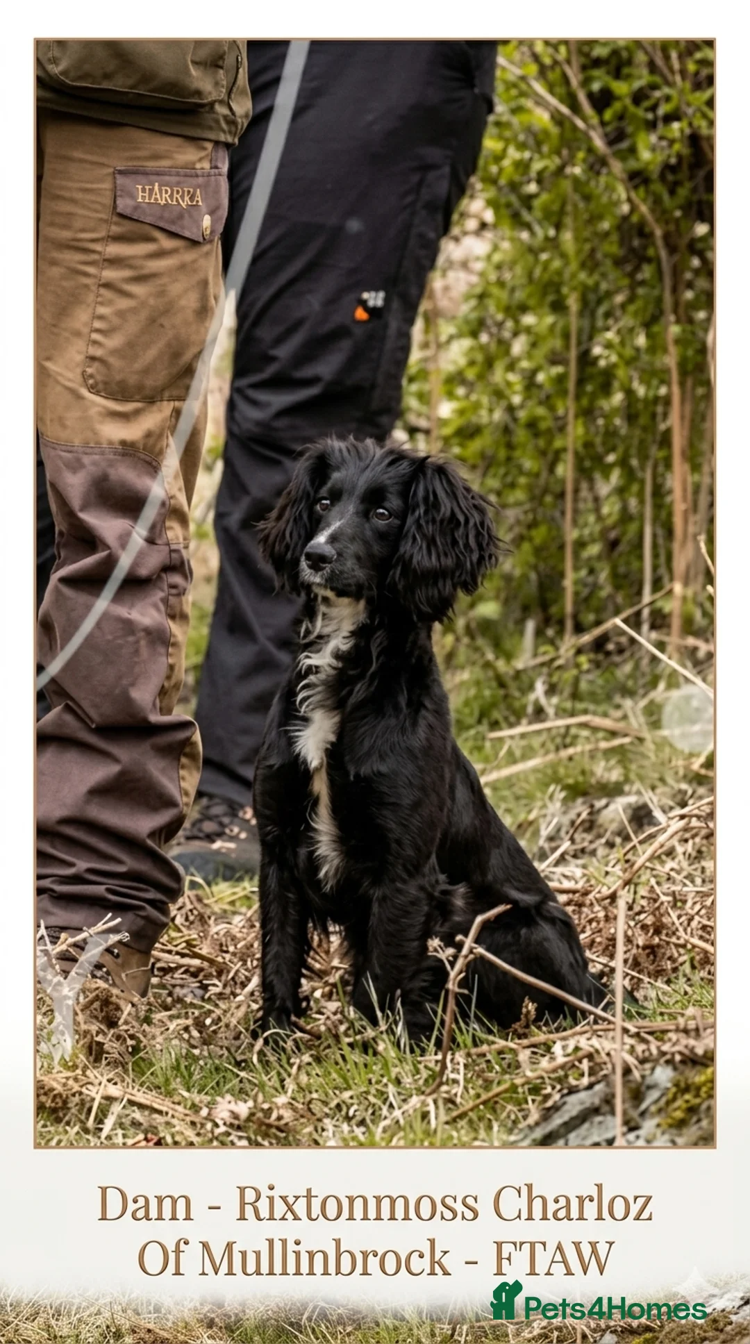 Cocker Spaniel dogs for sale: Champion Line Working Cocker Spaniel Puppies  in Bacup - Advert 1