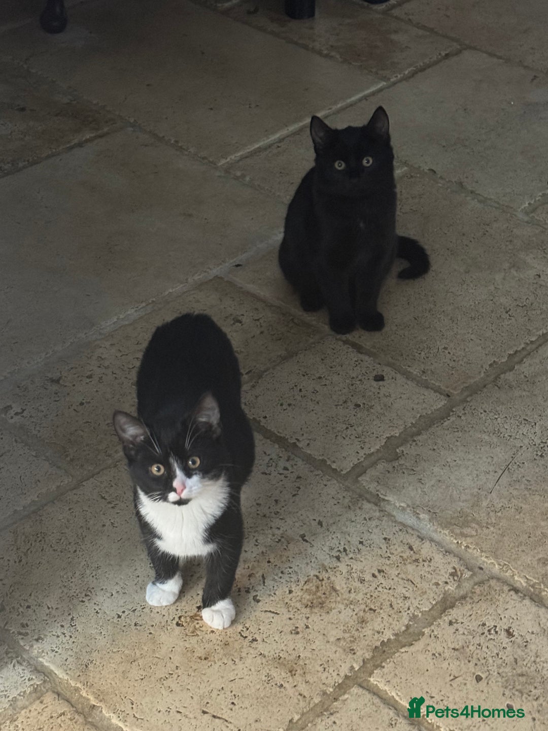 Mixed Breed cats for sale: 2 sisters, short haired kittens  - Advert 5