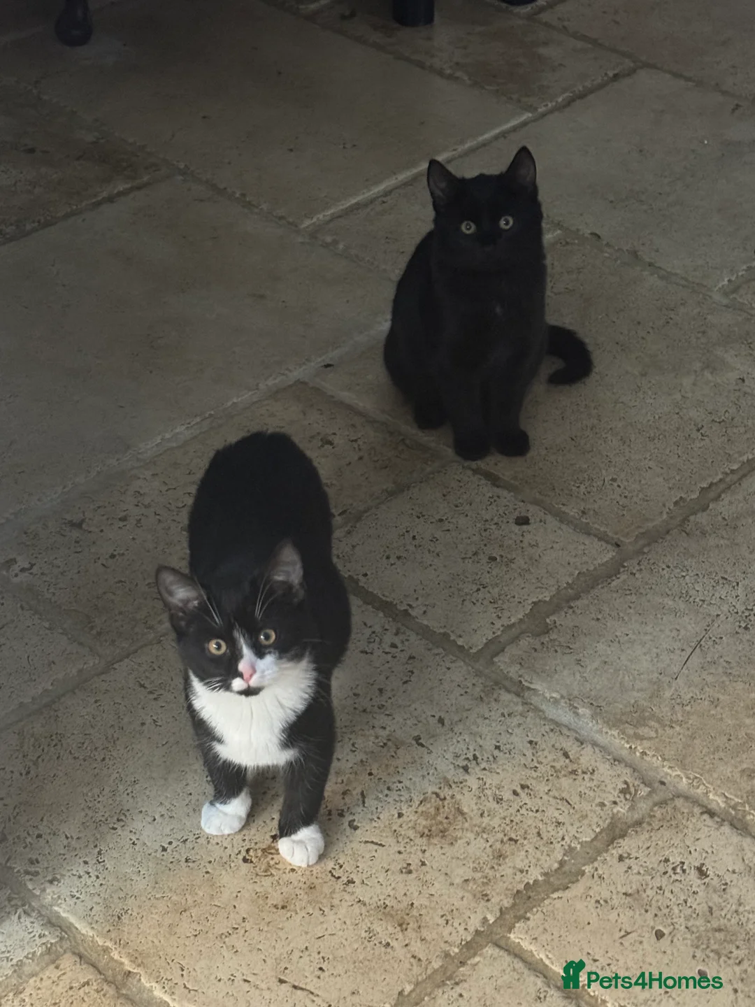 Mixed Breed cats for sale: 2 kittens, brother & sister, short haired - Advert 5