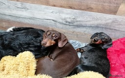 Dachshund dogs for adoption: 💖🐶 ROBIN AND MOCHI 🐶💖 - Advert 12