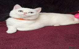 British Shorthair cats for sale: British shorthair kittens golden silver TICA - Image 8