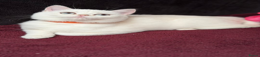British Shorthair Kitten 2
