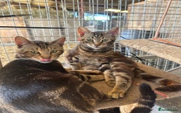 Bengal cats for sale: Beautiful part bred bengal kittens  - Image 6