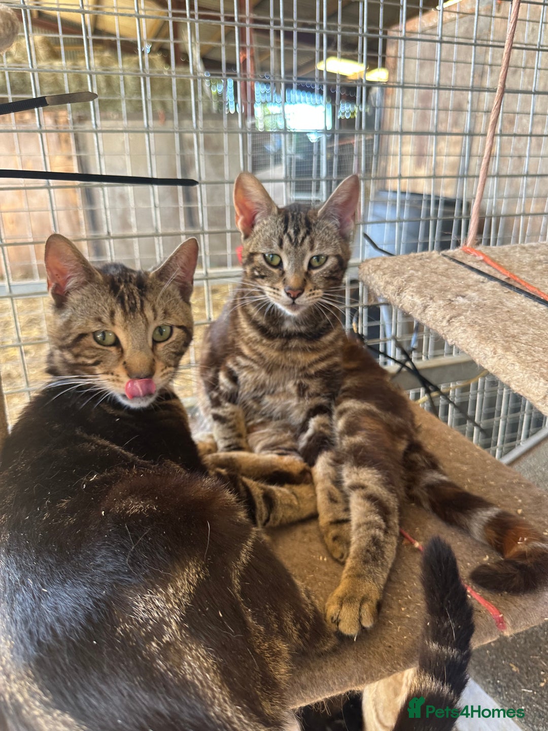 Bengal cats for sale: Beautiful part bred bengal kittens  - Image 6
