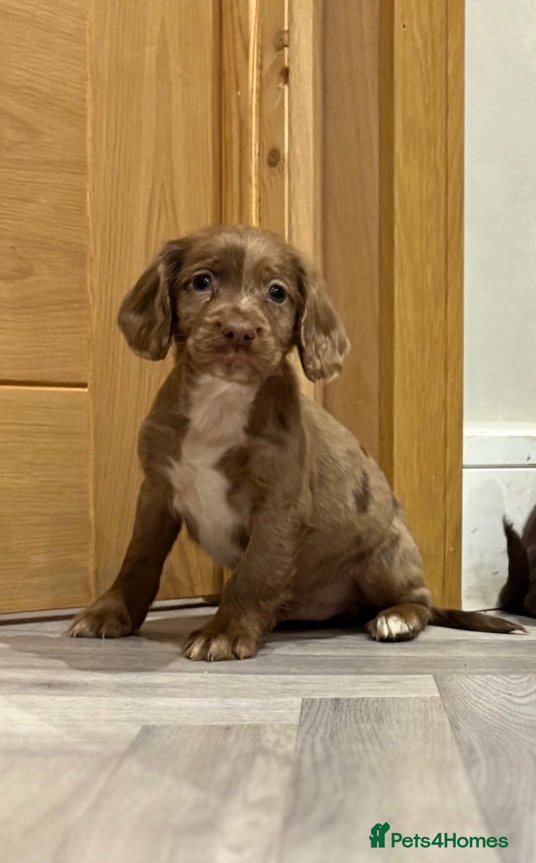 Cocker Spaniel dogs for sale: 🐶 KC Registered Cocker Spaniel Pups 🐶  - Advert 7