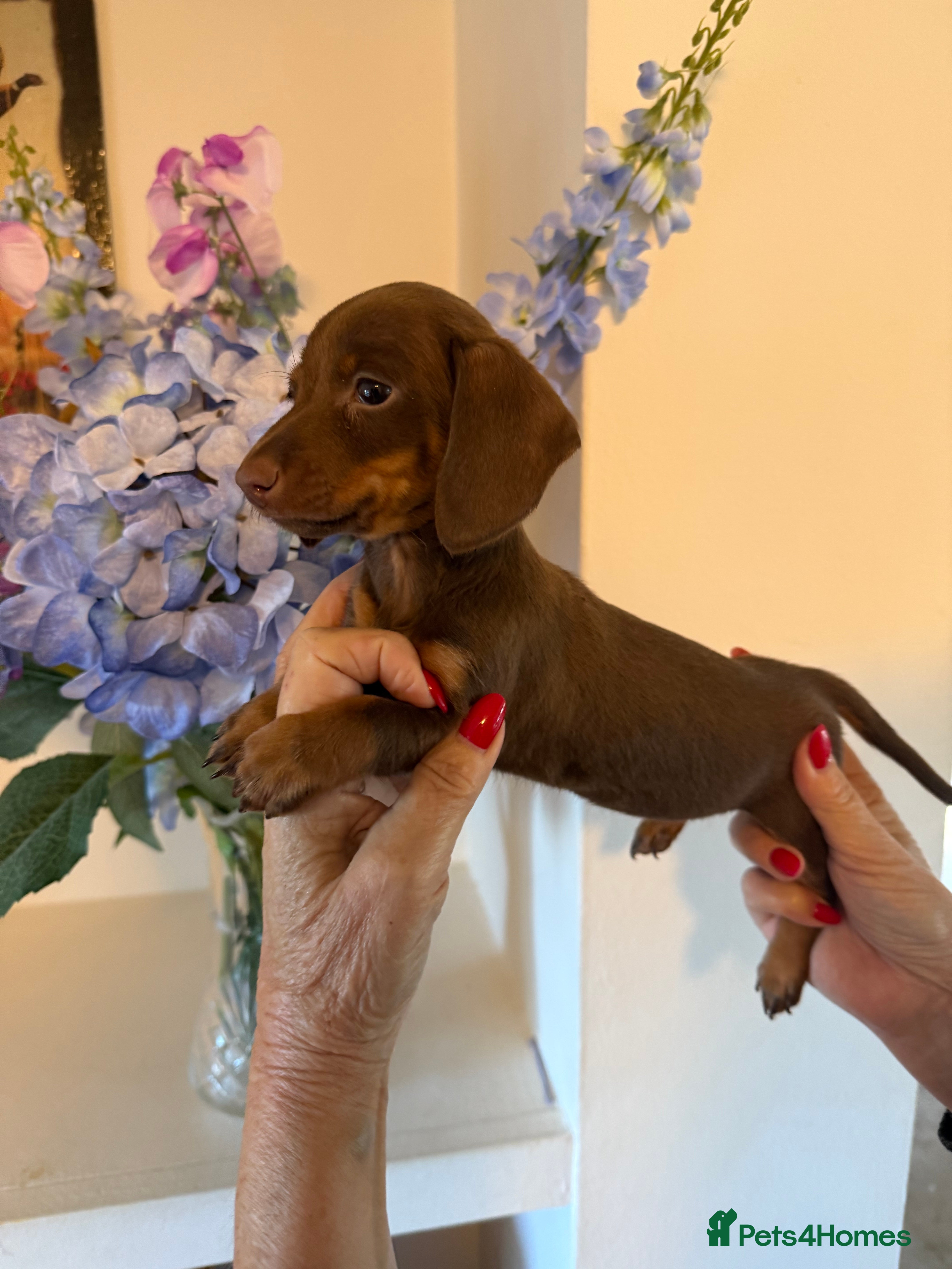 Miniature Dachshund dogs BEAUTIFUL MINIATURE DACSHOUND GIRL READY TO GO NOW - Advert 3