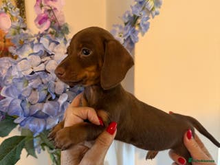 Miniature Dachshund dogs BEAUTIFUL MINIATURE DACSHOUND GIRL READY TO GO NOW - Advert 17
