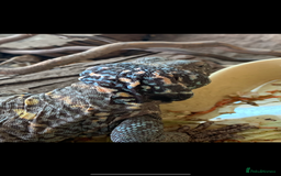 Lizard reptiles for sale: Uromastyx Ornata Male - Image 2