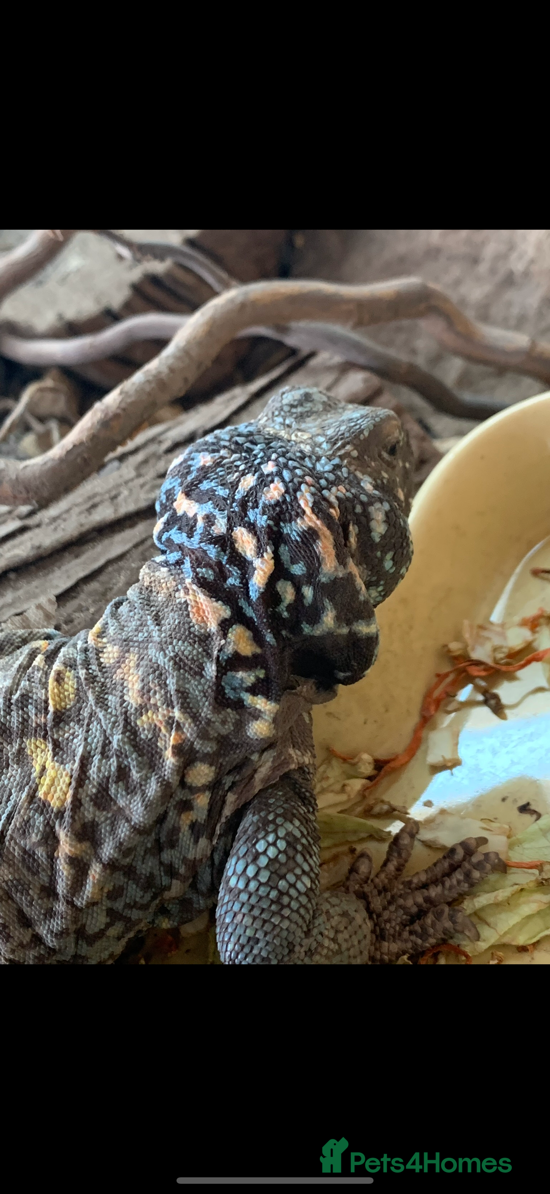 Lizard reptiles for sale: Uromastyx Ornata Male - Image 2