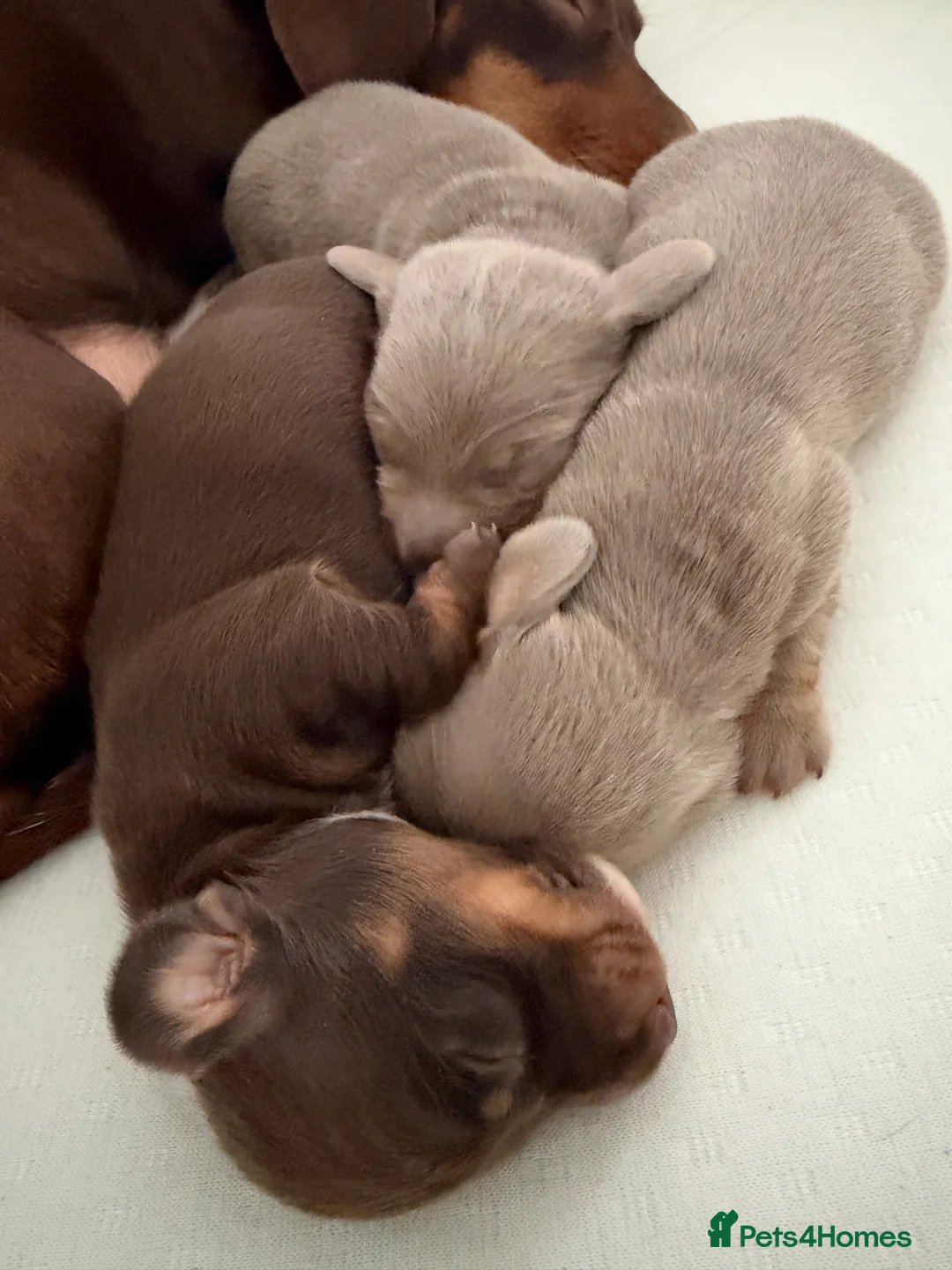 Miniature Dachshund dogs for sale: Stunning Miniature Dachshund in Sleaford - Advert 2