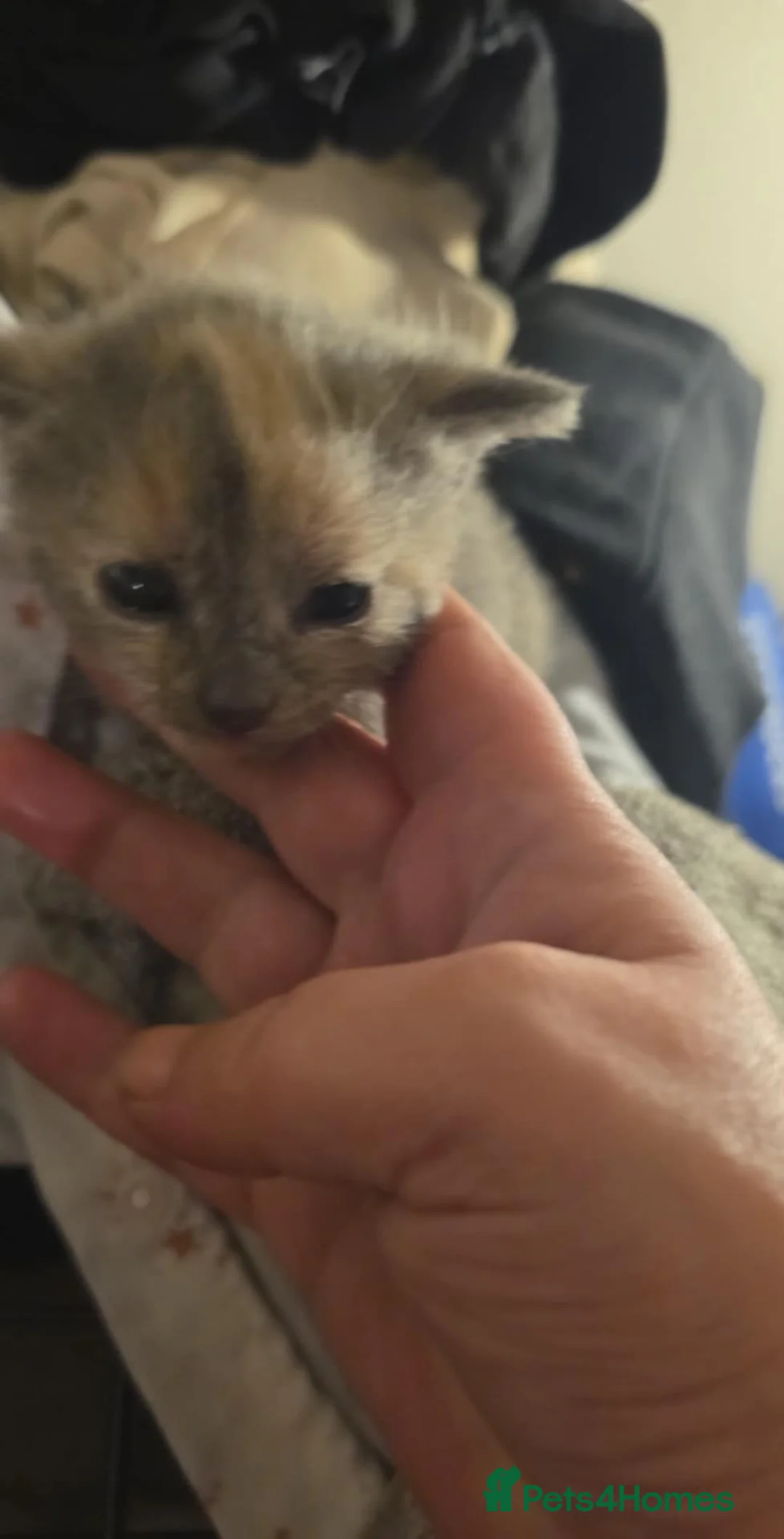 Mixed Breed cats for sale: 6 half maincoons - Advert 9