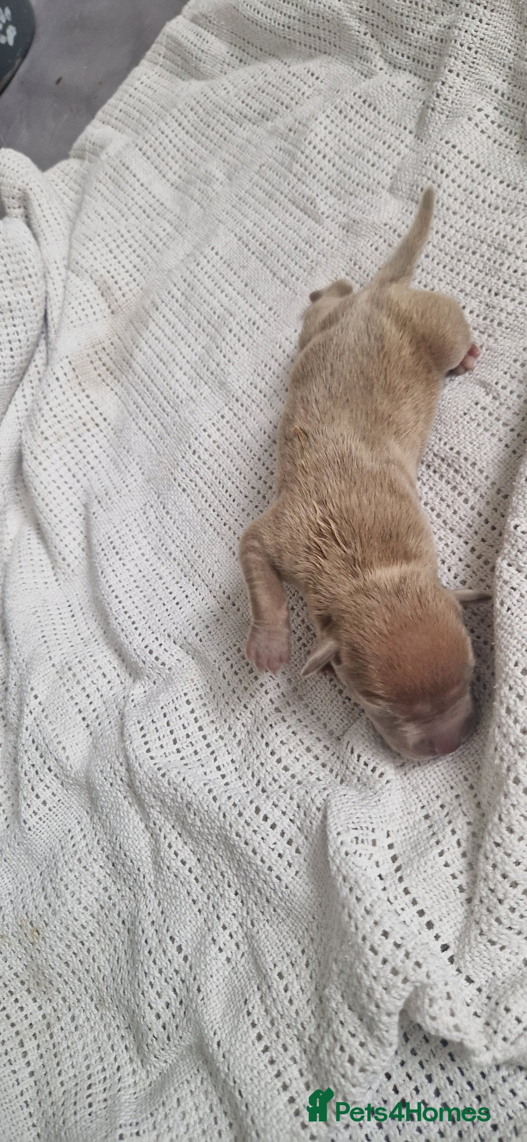 Mixed Breed dogs for sale: 8 Bully X Puppies  - Image 14