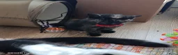 British Shorthair cats for sale: Cute cats - Advert 8