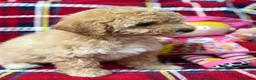 Poochon dogs for sale: Beautiful Teddy Bear Poochon Puppies  - Advert 19