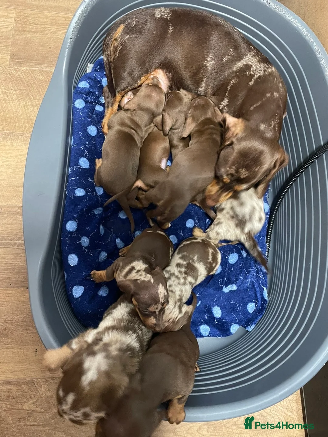 Miniature Dachshund dogs for sale: Kc reg miniature dachshunds  - Advert 27