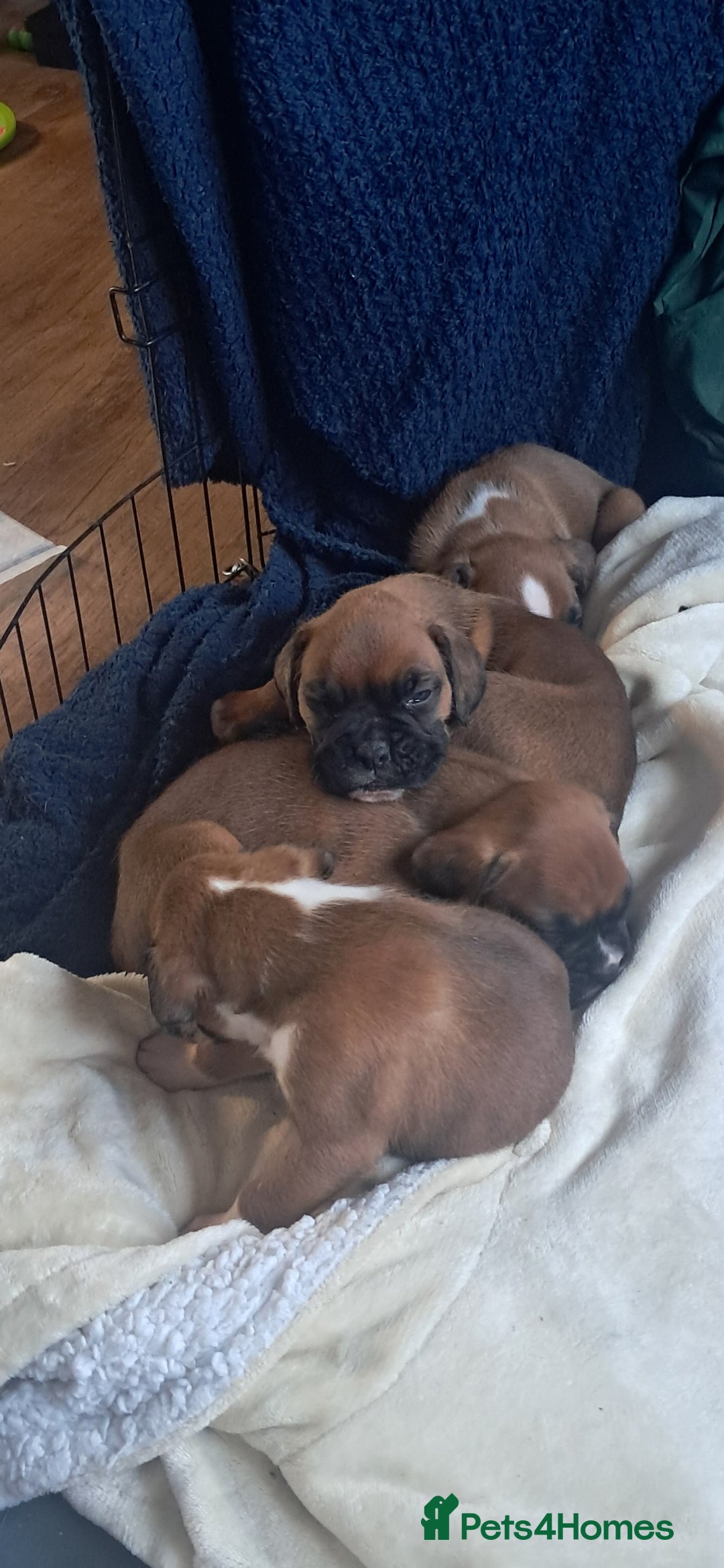 Boxer dogs for sale: Boxer babies ❤️ - Advert 6