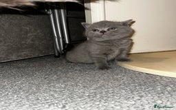 British Shorthair cats for stud: Cat for stunning in Rugby - Image 11