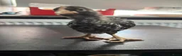 Chickens poultry for sale: Multi coloured mixed breed hybrid chicks  - Advert 19