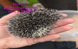 Pygmy Hedgehog rodents for sale: African Pygmy hedgehogs. Ready to reserve! - Advert 11