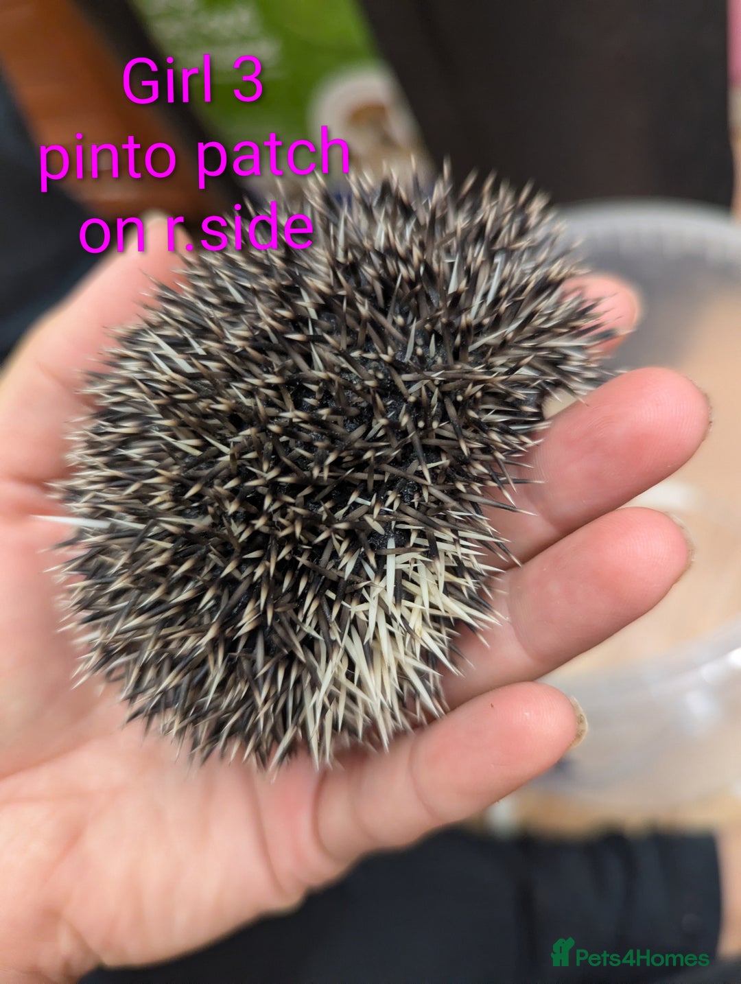 Pygmy Hedgehog rodents for sale: African Pygmy hedgehogs. Ready to reserve! - Advert 11