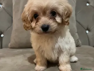 Cavapoo dogs Health tested cavapoos ready next week - Advert 14