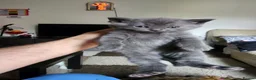 British Longhair cats for sale: Stunning British Kittens - Home Reared & Healthy - Advert 22