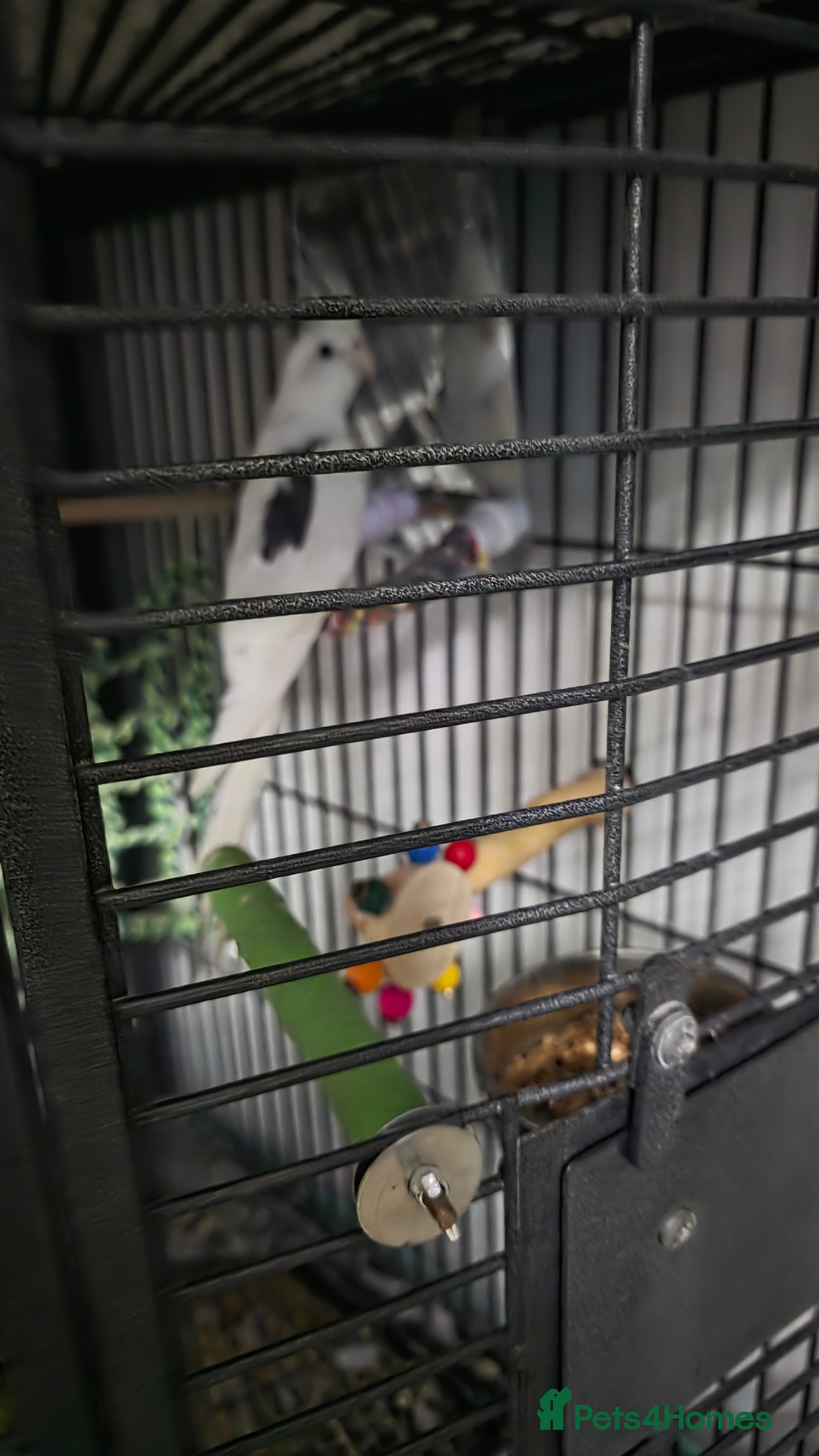 Cockatiels birds For sale  - Advert 2