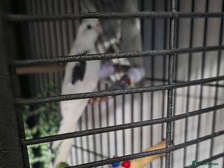 Cockatiels birds For sale - Advert 2